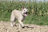 BOUVIER DES ARDENNES 084
